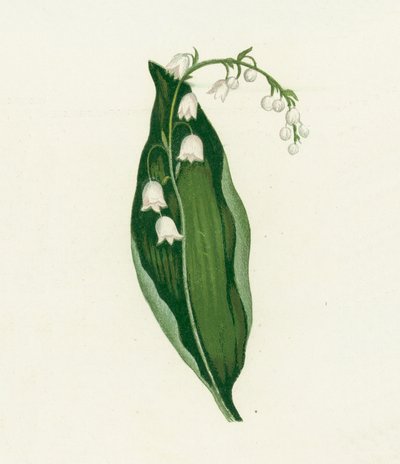 Lily of the Valley by English School